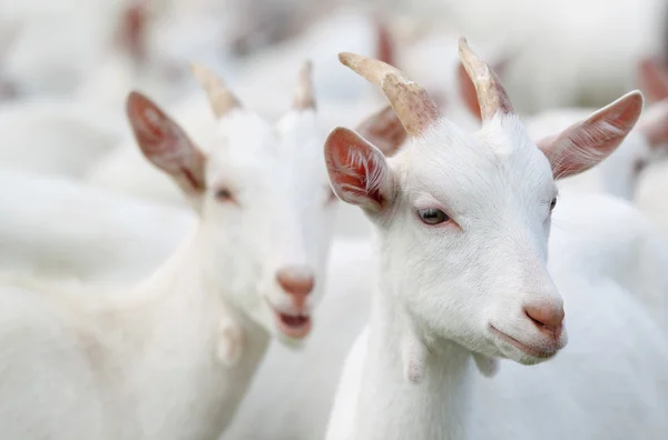Beyaz Keçi grubu — Stok fotoğraf
