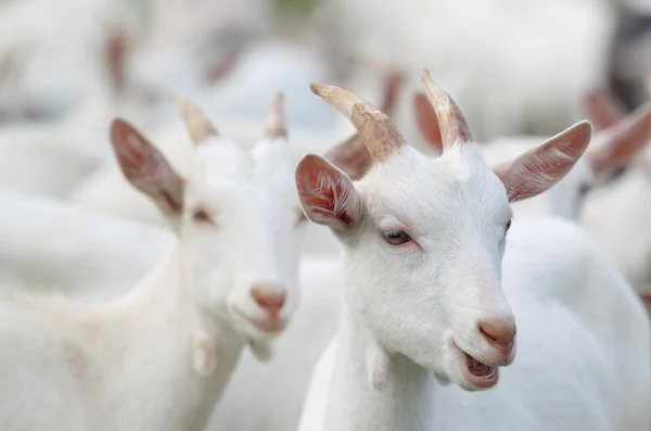 Beyaz Keçi grubu — Stok fotoğraf
