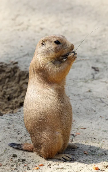Cute little prairie dog in characteristic posture — Stock Photo, Image