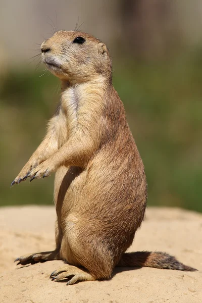 Cute little prairie dog in characteristic posture — Stock Photo, Image