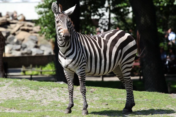 Zebra auf Rasenfläche — Stockfoto