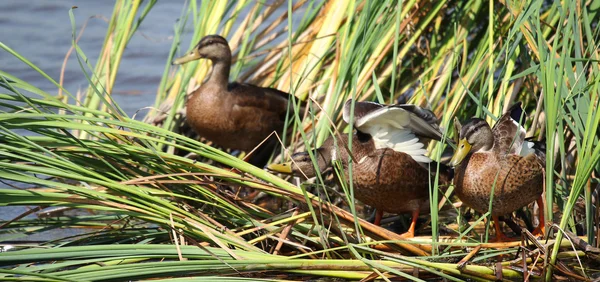 stock image Ducks sitting on floating reeds