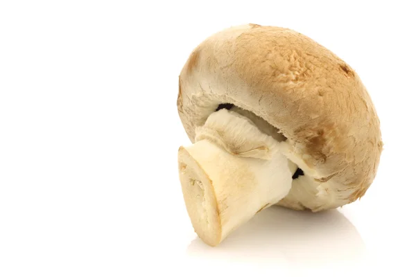 One whole brown champignon mushroom — Stock Photo, Image