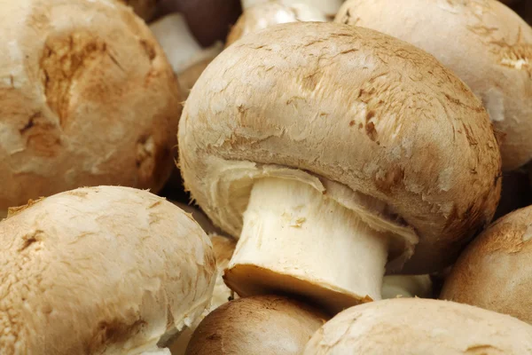 Hintergrund eines Bündels frischer Champignon-Pilze — Stockfoto