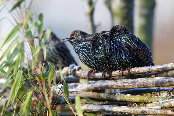 Starlings (sturnus vulgaris) on a fence — Stock Photo, Image