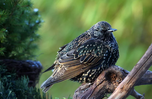 Starling (sturnus vulgaris) — Stock Photo, Image