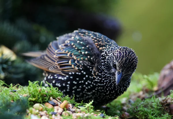 Besleme starling (sturnus vulgaris) — Stok fotoğraf
