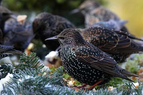 Group of starlings (sturnus vulgaris) feeding — Stock Photo, Image