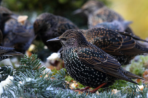 Group of starlings (sturnus vulgaris) feeding
