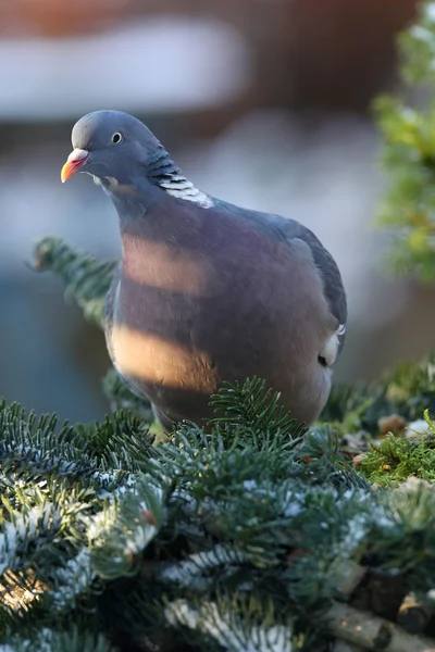 Wood pigeon(columba palumbus) — Stock Photo, Image