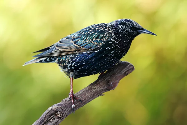 Starling (Sturnus vulgaris) — Stok fotoğraf