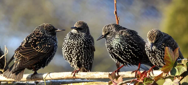 Starlings (sturnus vulgaris) on a fence — Stock Photo, Image