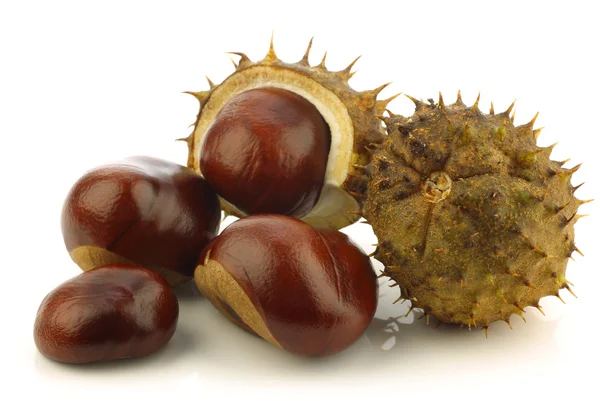 stock image Freshly fallen chestnuts(Aesculus hippocastanum