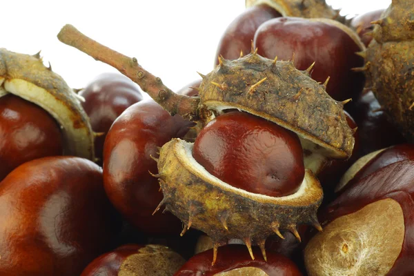 Φρέσκο πεσμένο chestnuts(Aesculus hippocastanum — Φωτογραφία Αρχείου