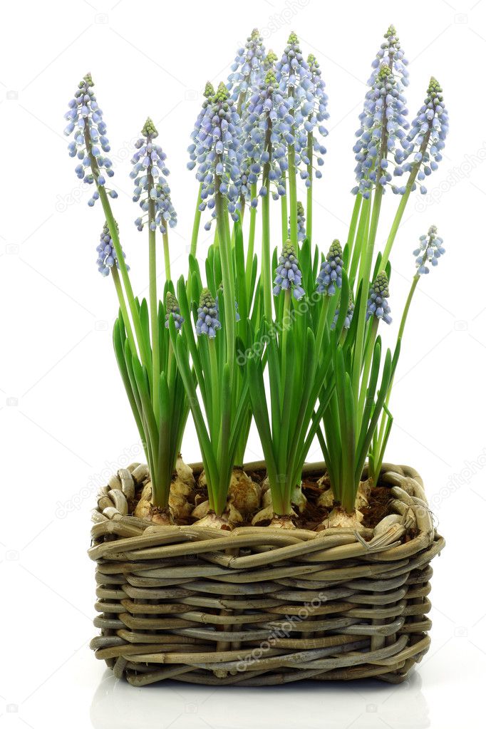 Flowering common grape hyacinths in a woven wicker basket