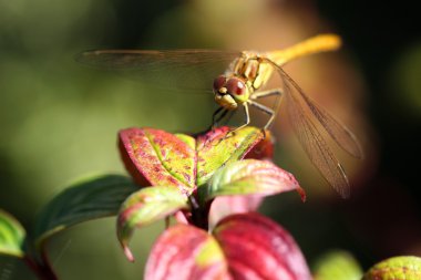 Sarı yusufçuk (Brachytron pratense)