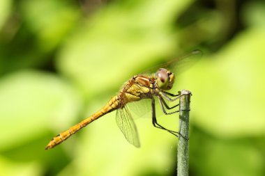 Sarı yusufçuk (Brachytron pratense