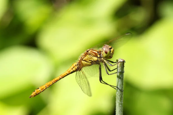 stock image Yellow dragonfly (Brachytron pratense