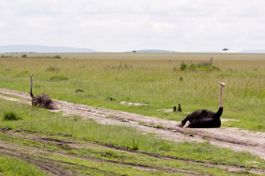 Two Ostriches clipart