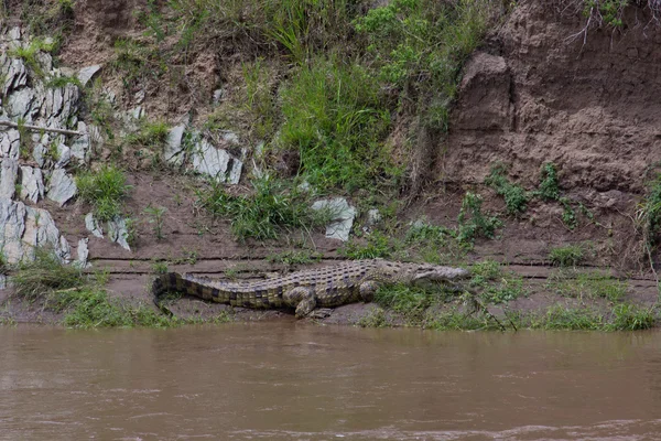 Крокодил — стоковое фото