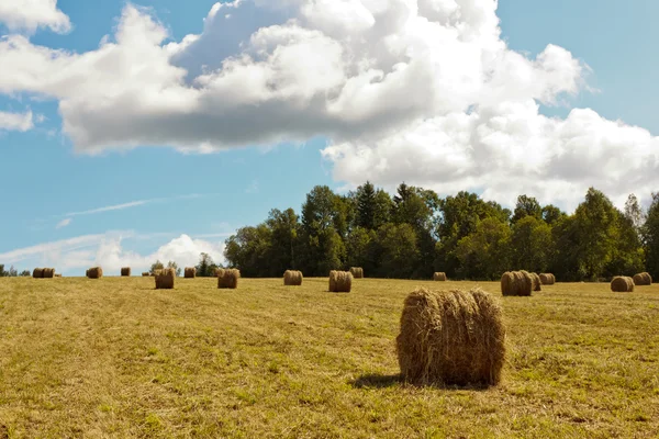 Hayfield and haystack — Stock Photo, Image