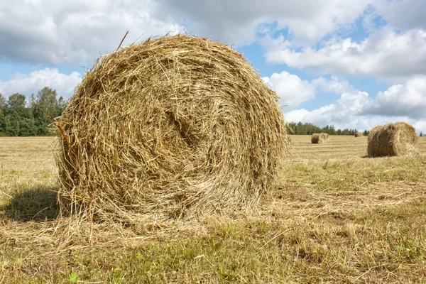 Hayfield and haystack — Stock Photo, Image