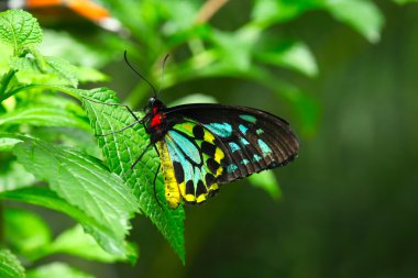 Kelebek (Ornithoptera priamus)