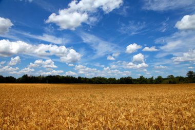 Wheat Field clipart