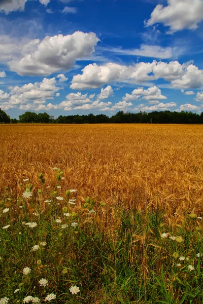 Crop Field — Stock Photo, Image