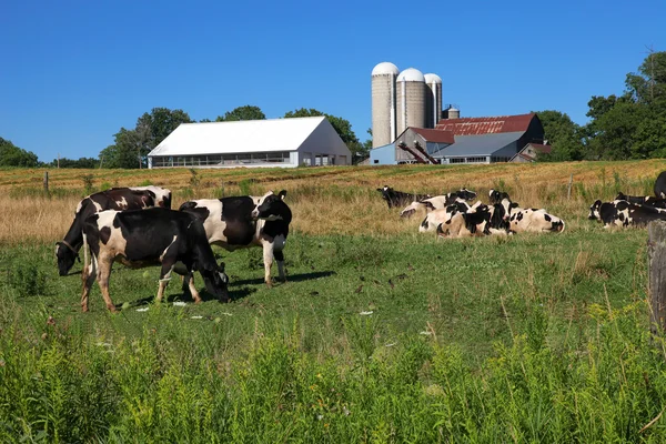 stock image Farm Day