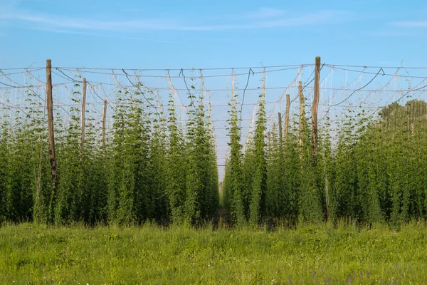 stock image Hop field