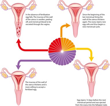 Menstrual cycle clipart