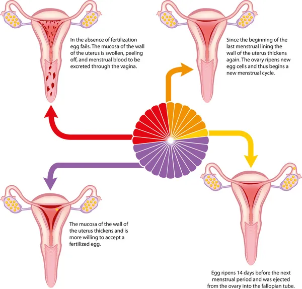 Ciclo mestruale — Vettoriale Stock