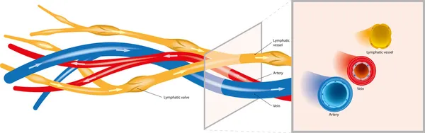 Arteriell-venös-lymfatiska — Stock vektor
