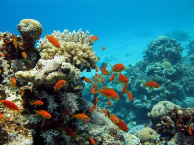 Coral reef with corals and exotic fishes