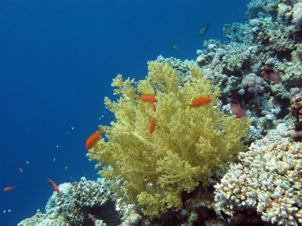 Korallrev med mjuka koraller — Stockfoto