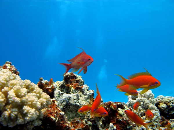 珊瑚礁与外来鱼类 — 图库照片