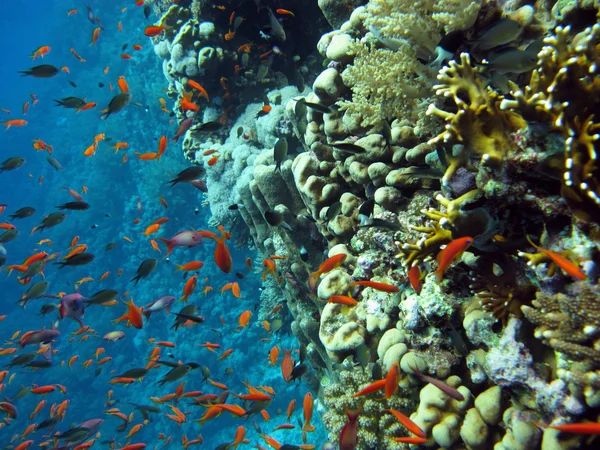 Recife de coral colorido com peixes exóticos — Fotografia de Stock