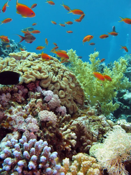 stock image Coral reef with exotic fishes
