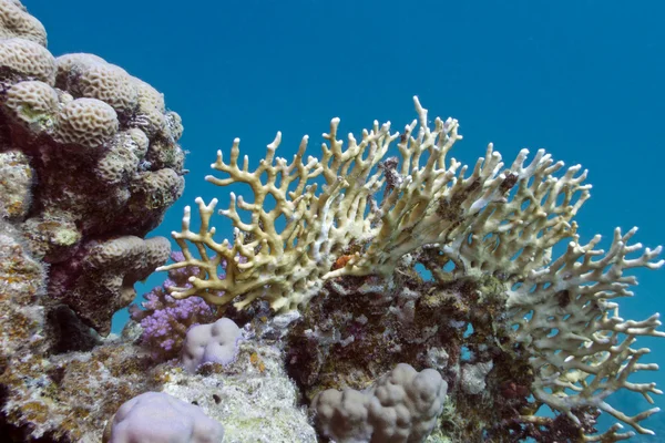 Koraal rif met harde koralen — Stockfoto