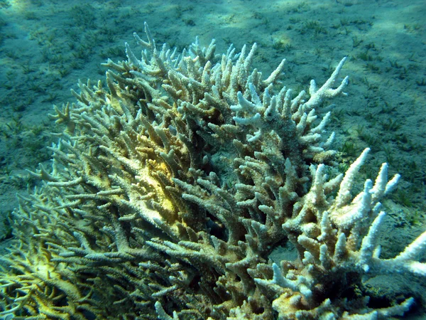 Korallrev med stenig korallrev — Stockfoto