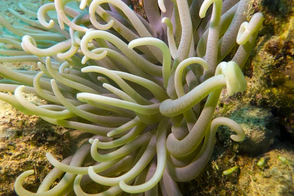 Korálový útes s mořské sasanky — Stock fotografie