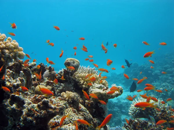 Coral reef with exotic fishes — Stock Photo, Image