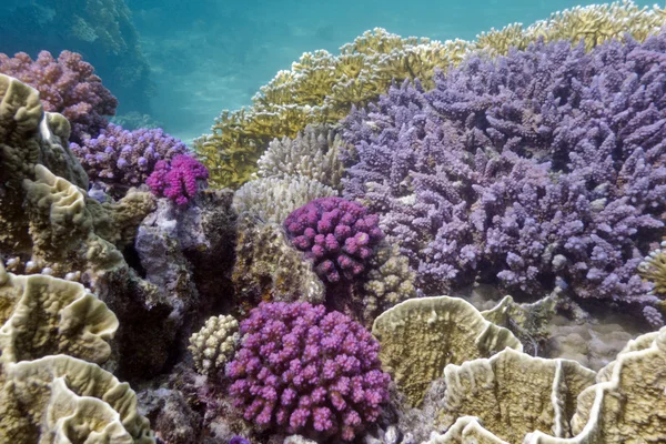 stock image Colorful coral reef wih hard and soft corals