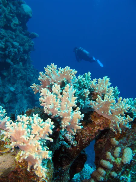 Κοραλλιογενή ύφαλο με δύτης — Φωτογραφία Αρχείου