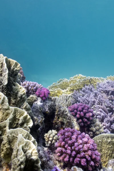 Colorful coral reef — Stock Photo, Image