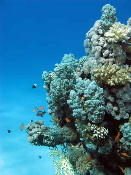 Koraal rif met harde koralen — Stockfoto
