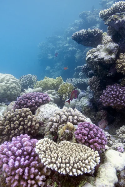 底部的海珊瑚礁 — 图库照片
