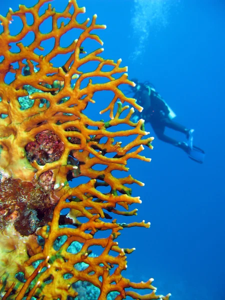 Stock image Coral reef with diver