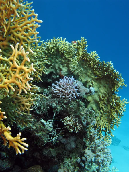 Récif corallien au fond de la mer — Photo